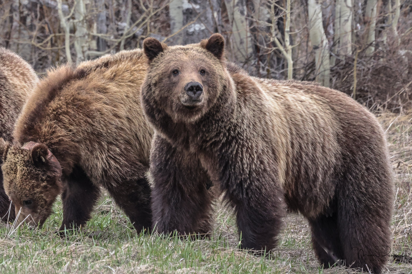 Bear 399, May 2022
