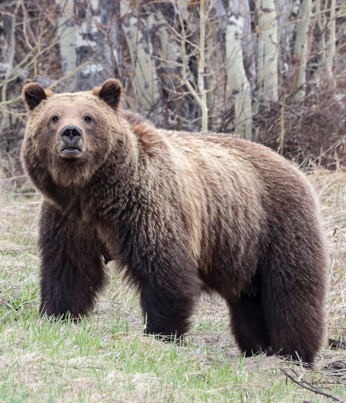 Bear 399, May 2022