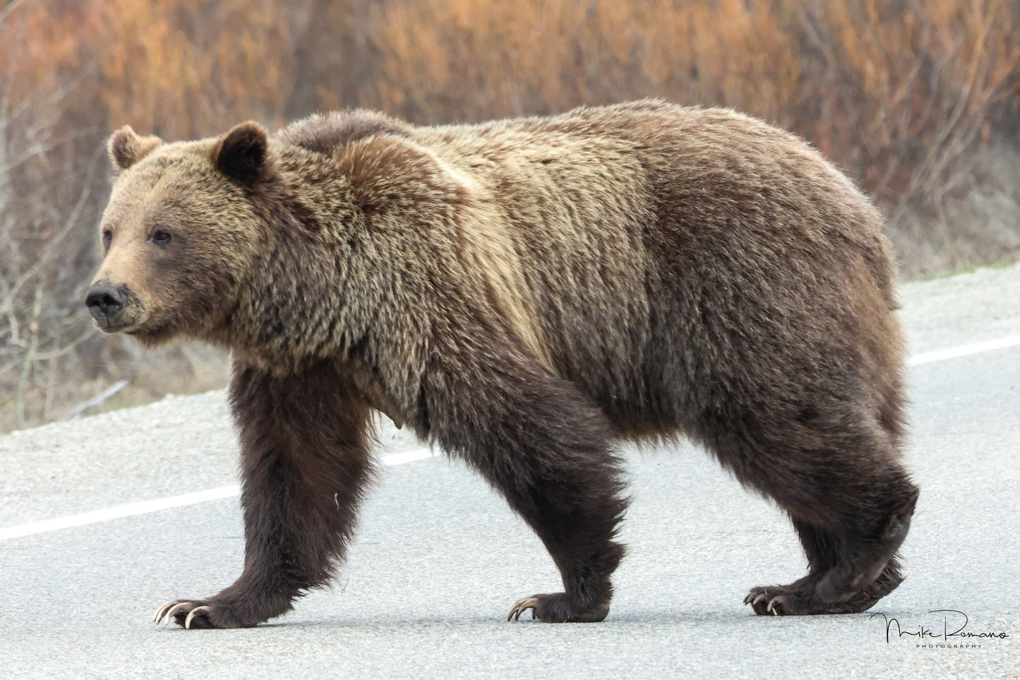 Bear 399, May 2022