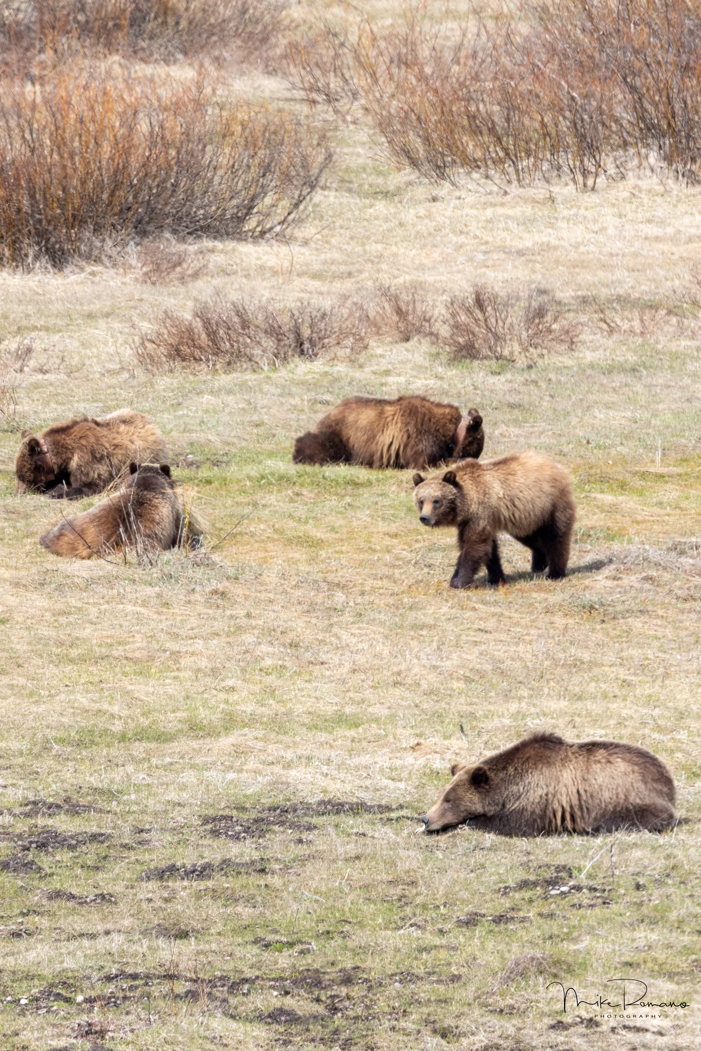 Bear 399 and Her Cubs, May 2022