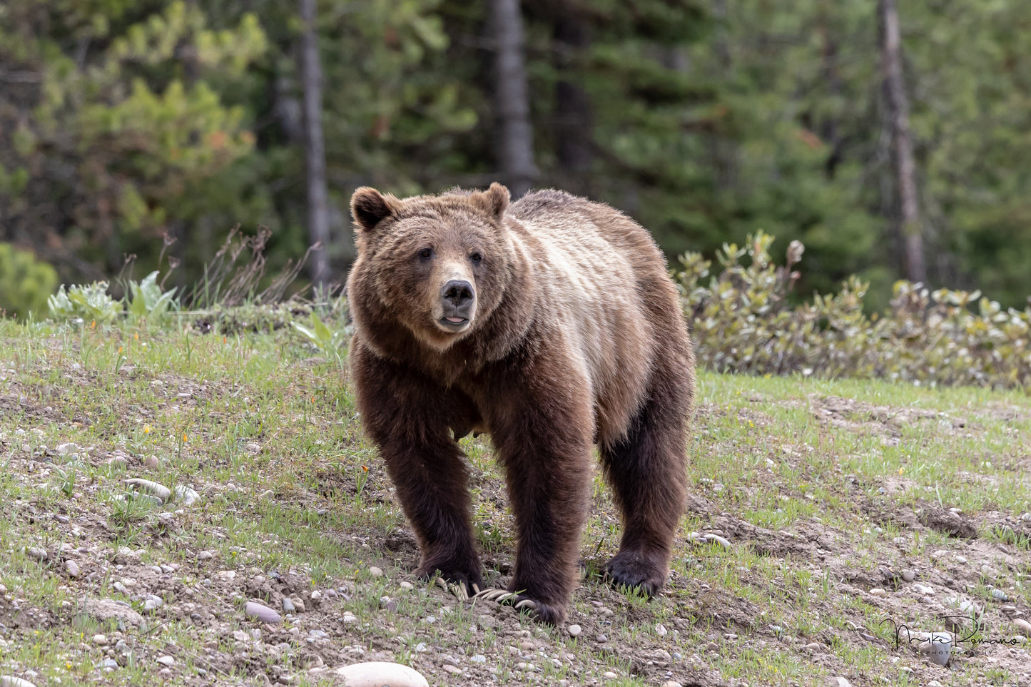 Bear 399, May 2021