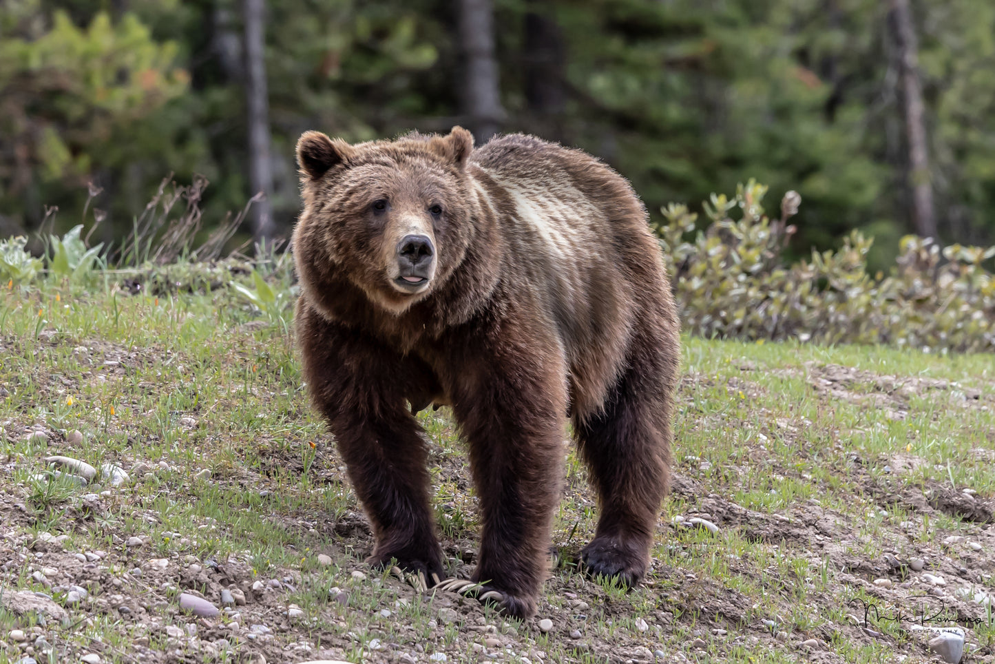 Bear 399, May 2021