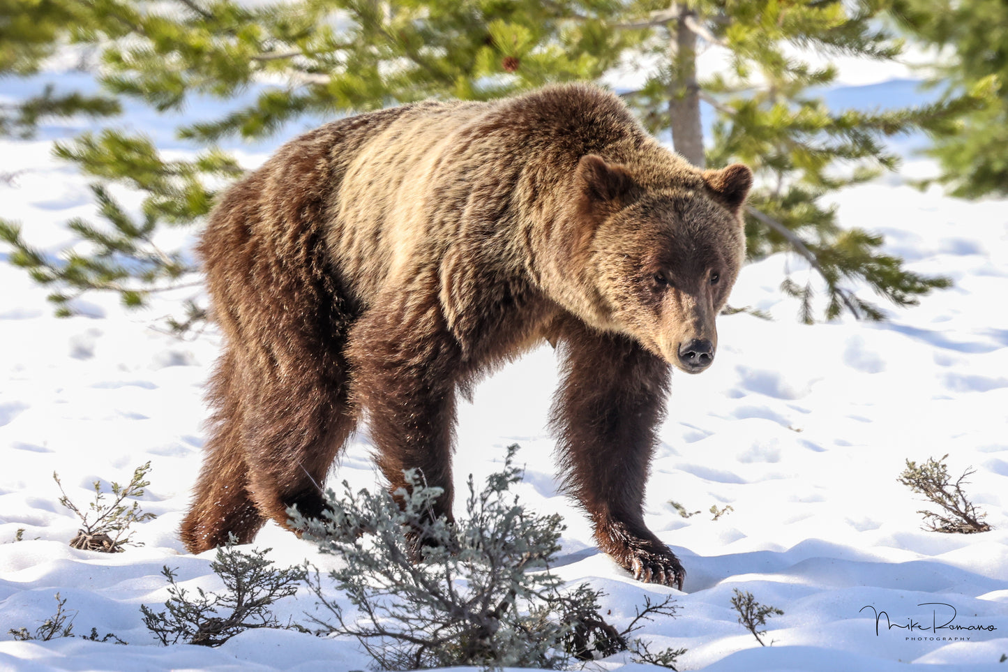 Bear 610 (Daughter of 399) May 2023