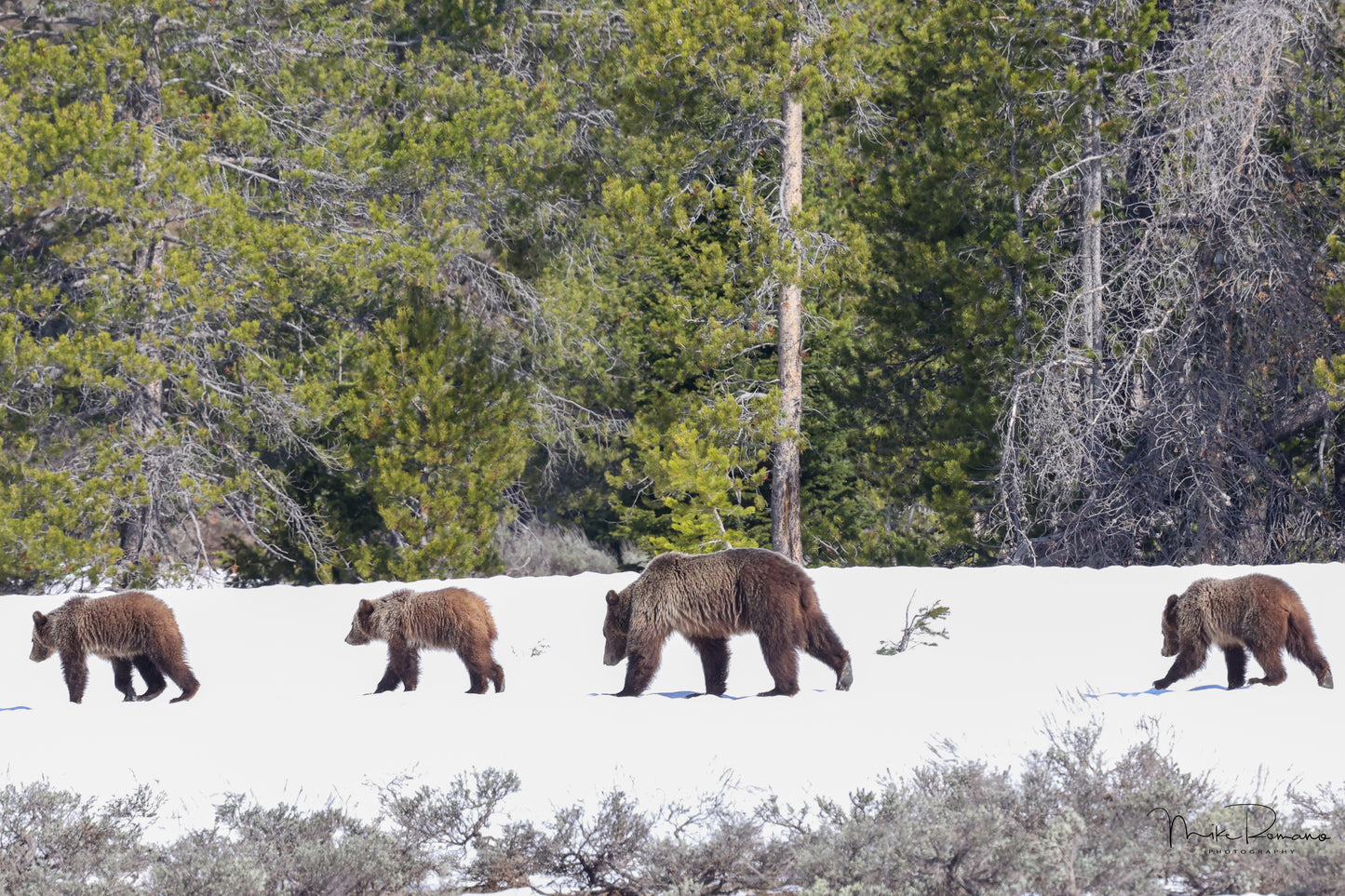 Copy of Bear 610 (Daughter of 399) and her 3 Cubs May 2023