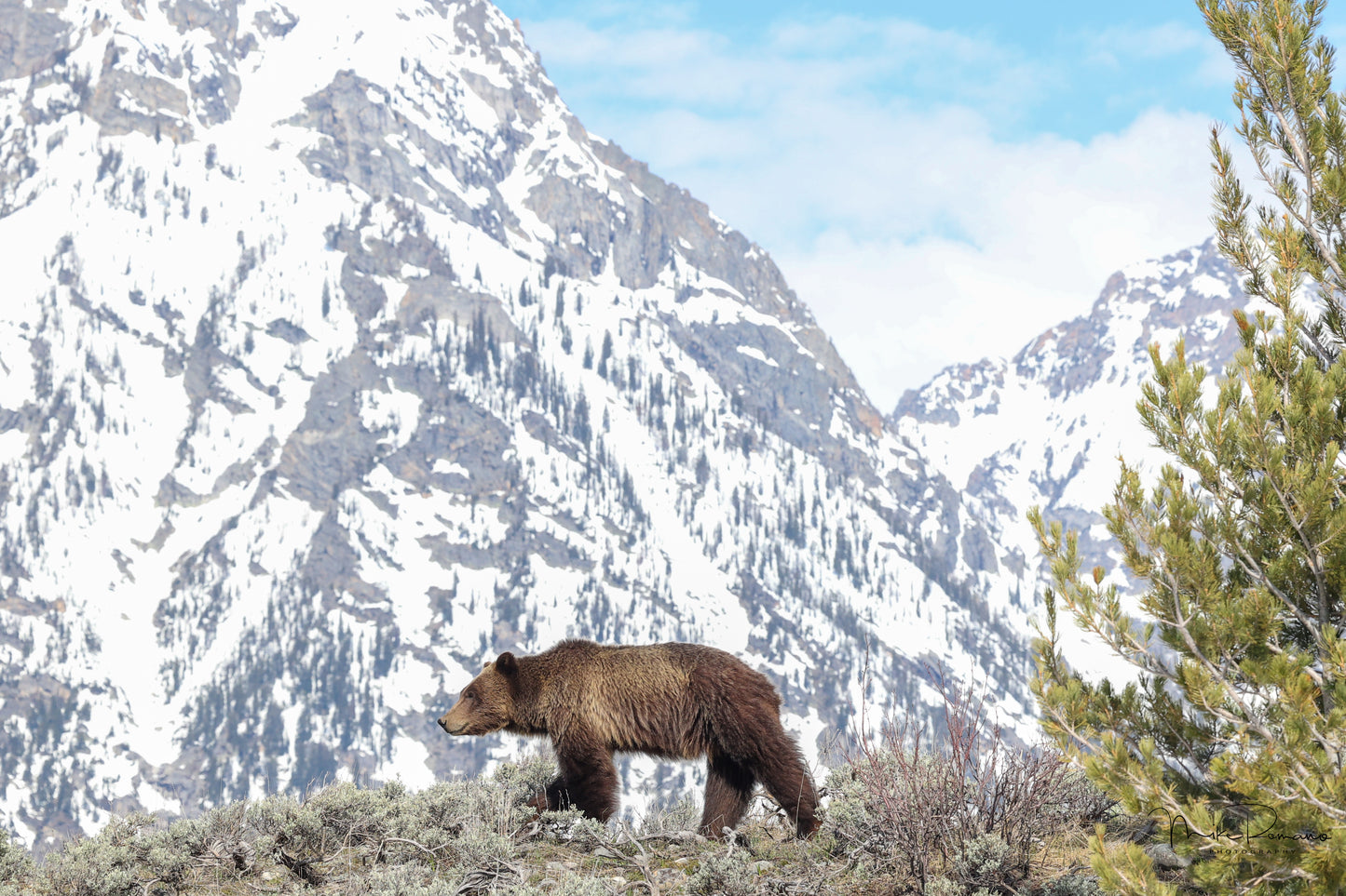 Bear 610 (Daughter of 399) May 2023