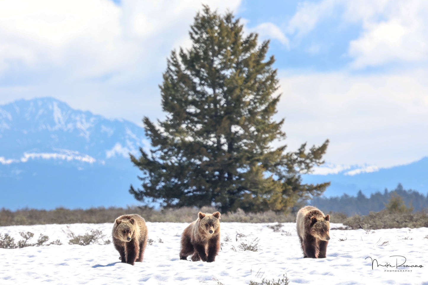 Copy of Bear 610 (Daughter of 399) and her 3 Cubs May 2023