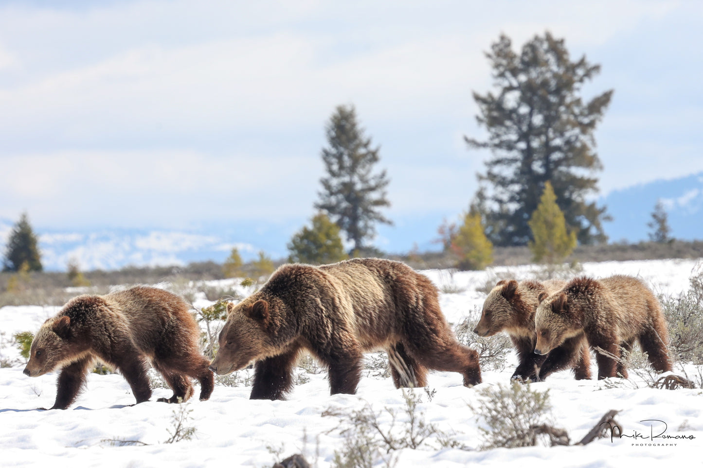 Copy of Bear 610 (Daughter of 399) and her 3 Cubs May 2023