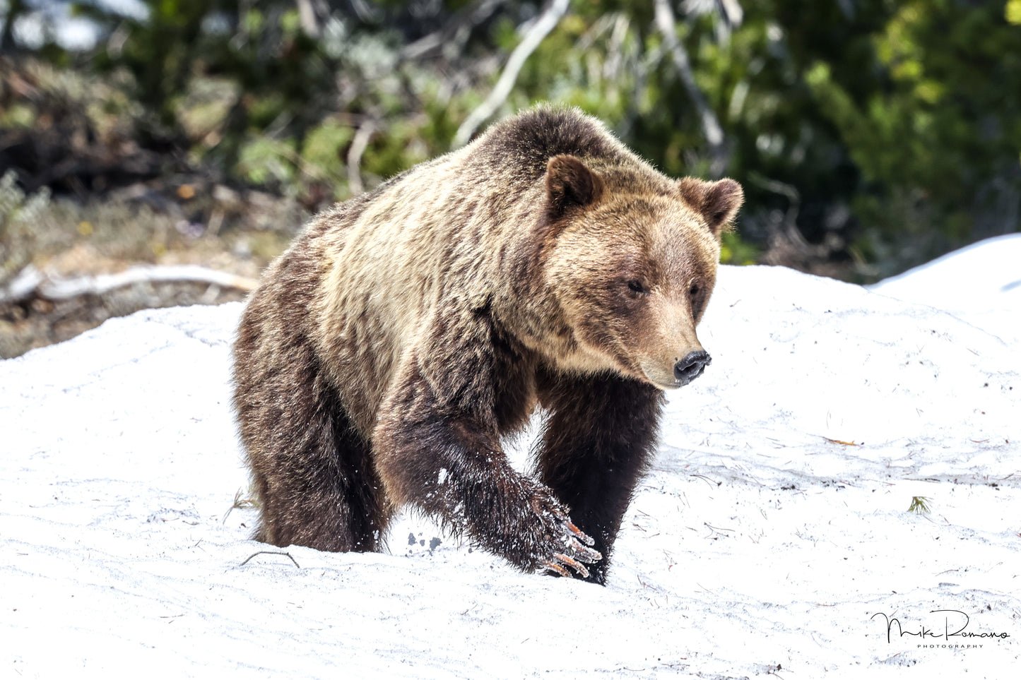 Bear 610 (Daughter of 399) May 2023