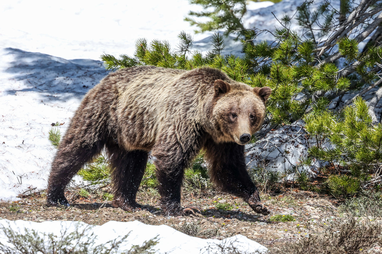 Bear 610 (Daughter of 399) May 2023