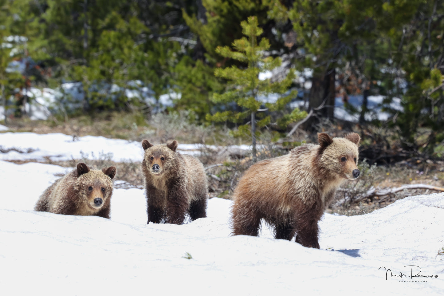 Copy of Bear 610 (Daughter of 399) and her 3 Cubs May 2023