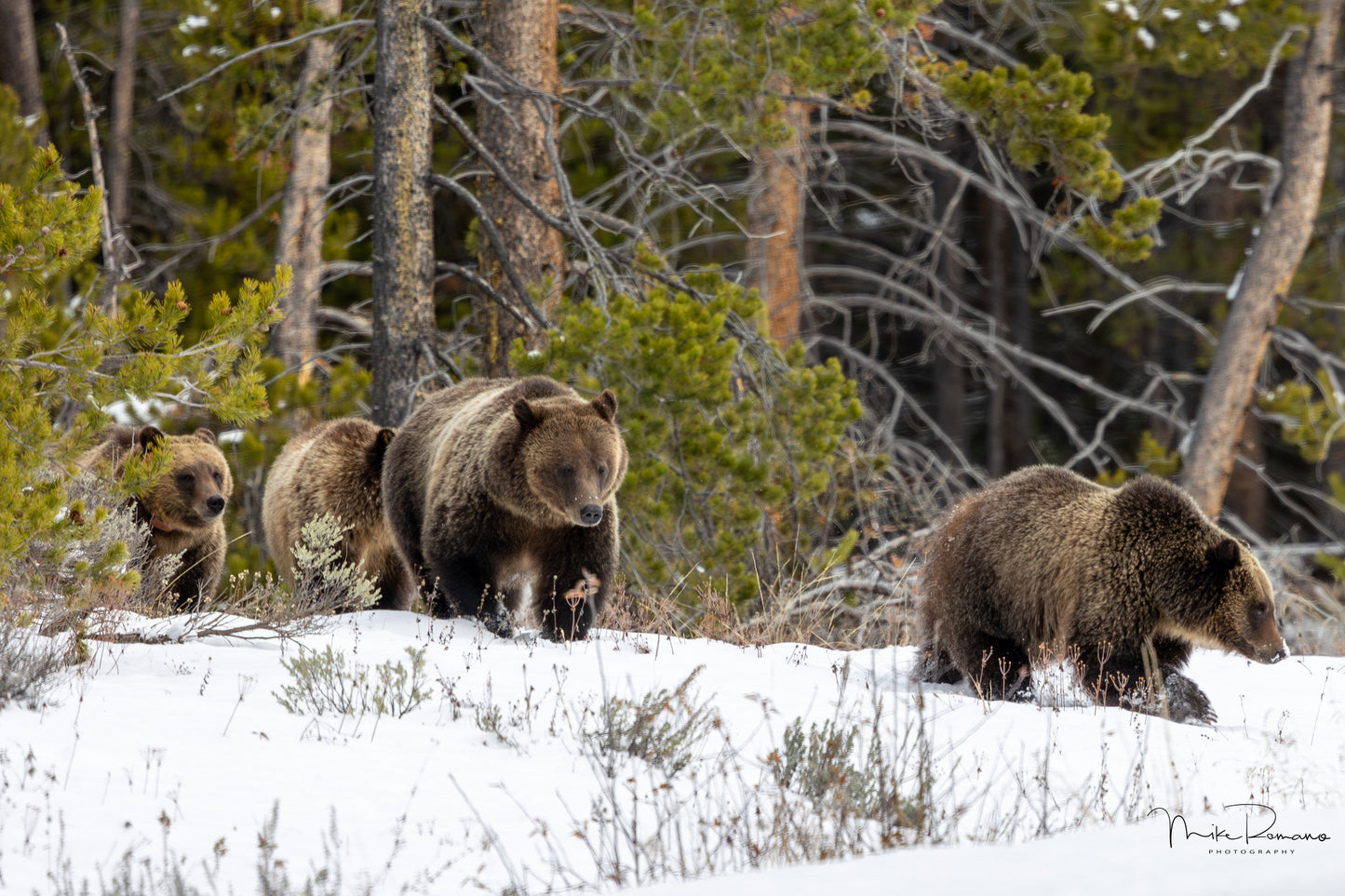 Bear 399 and her 4 Cubs, November 2021