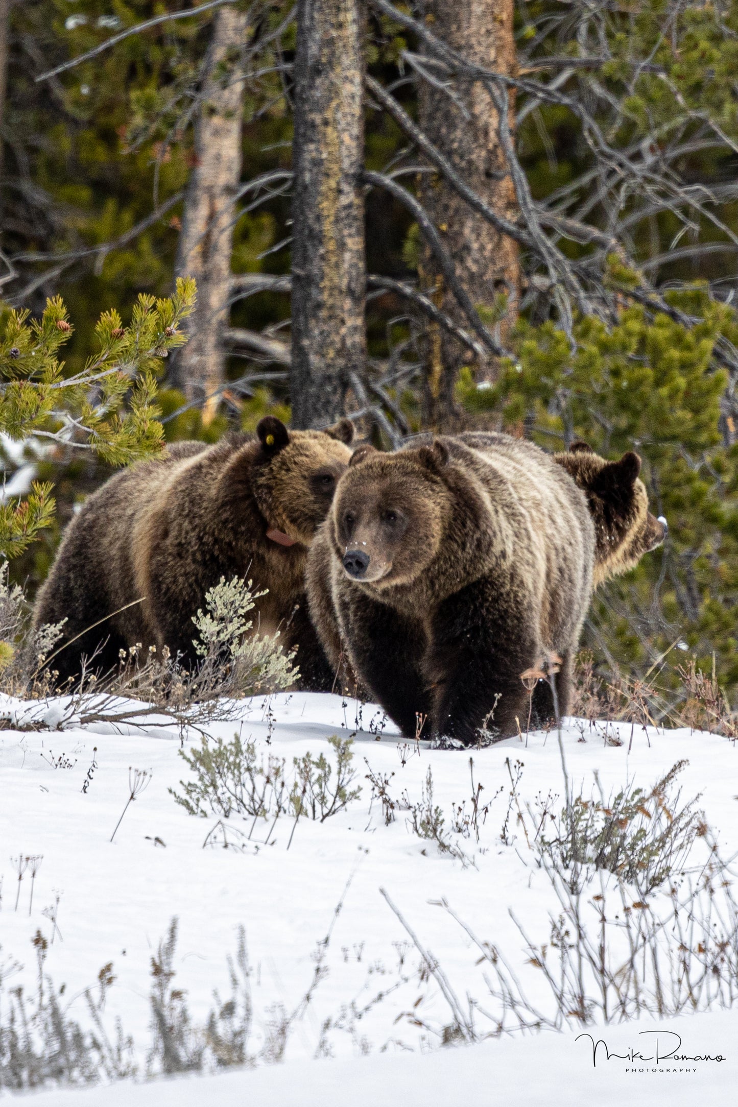 Bear 399 and her 4 Cubs, November 2021