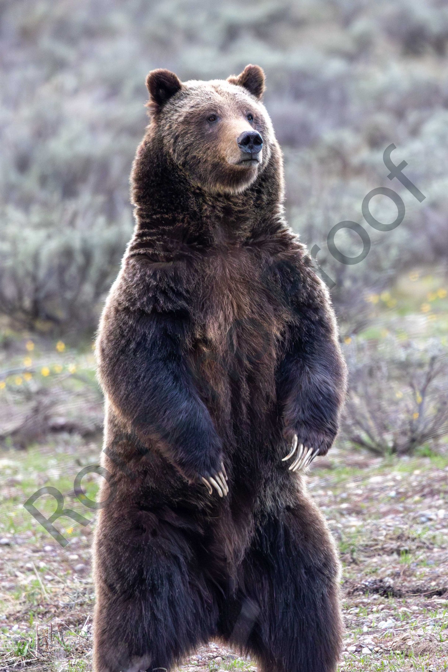 Bear 399, May 2023