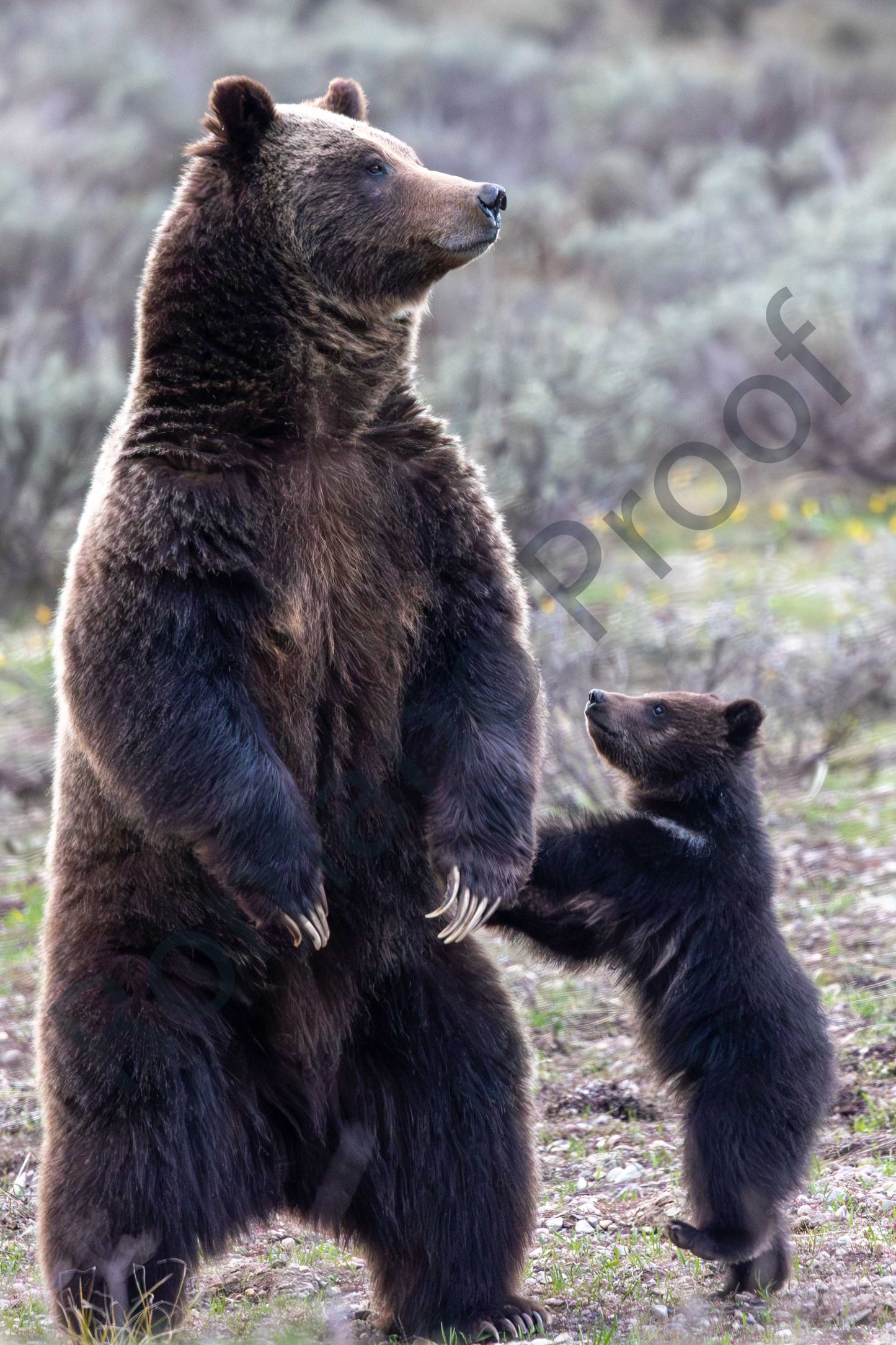 399 and Her New Born COY, May 2023