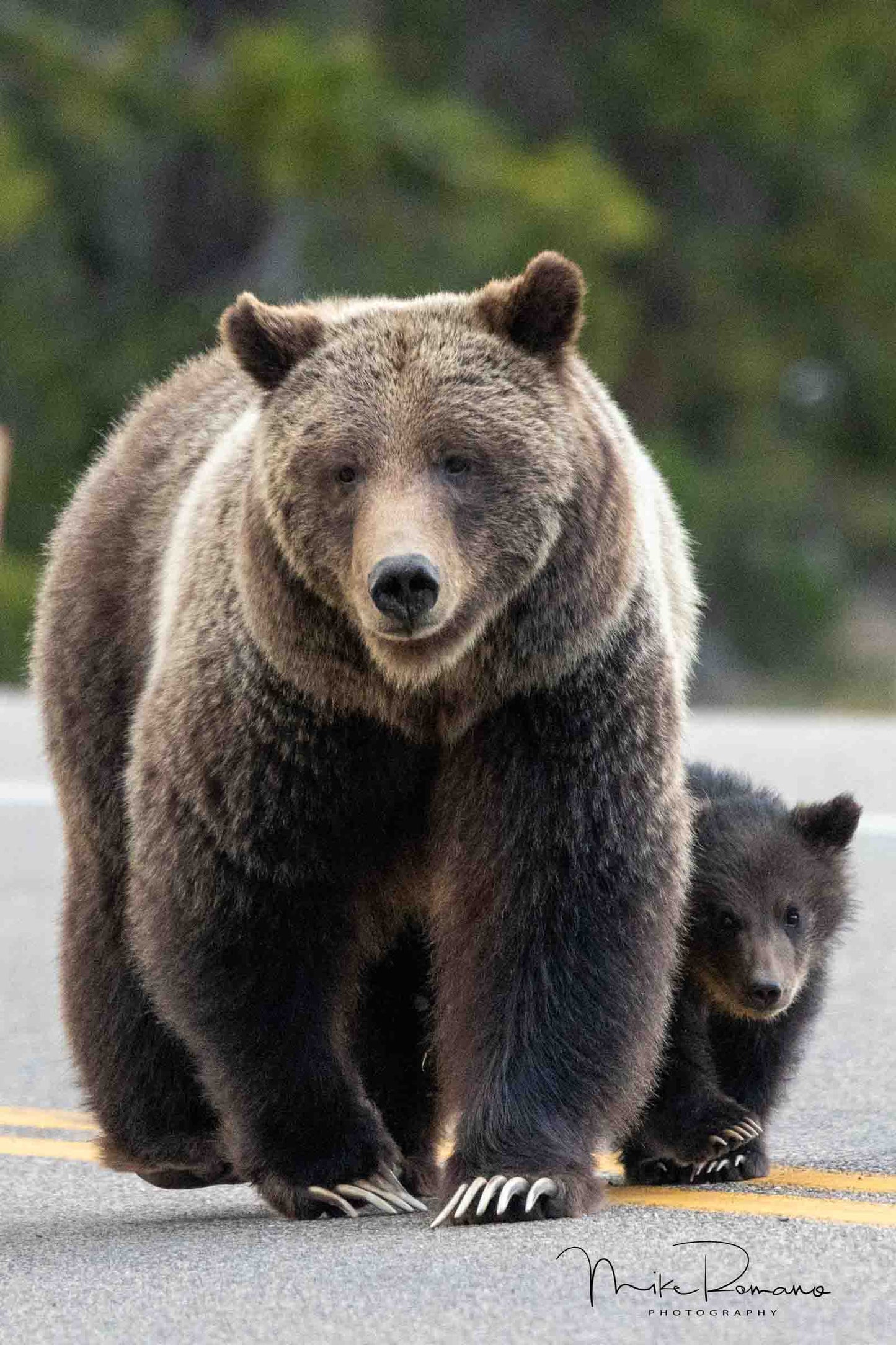 399 and Her New Born Cub, May 2023