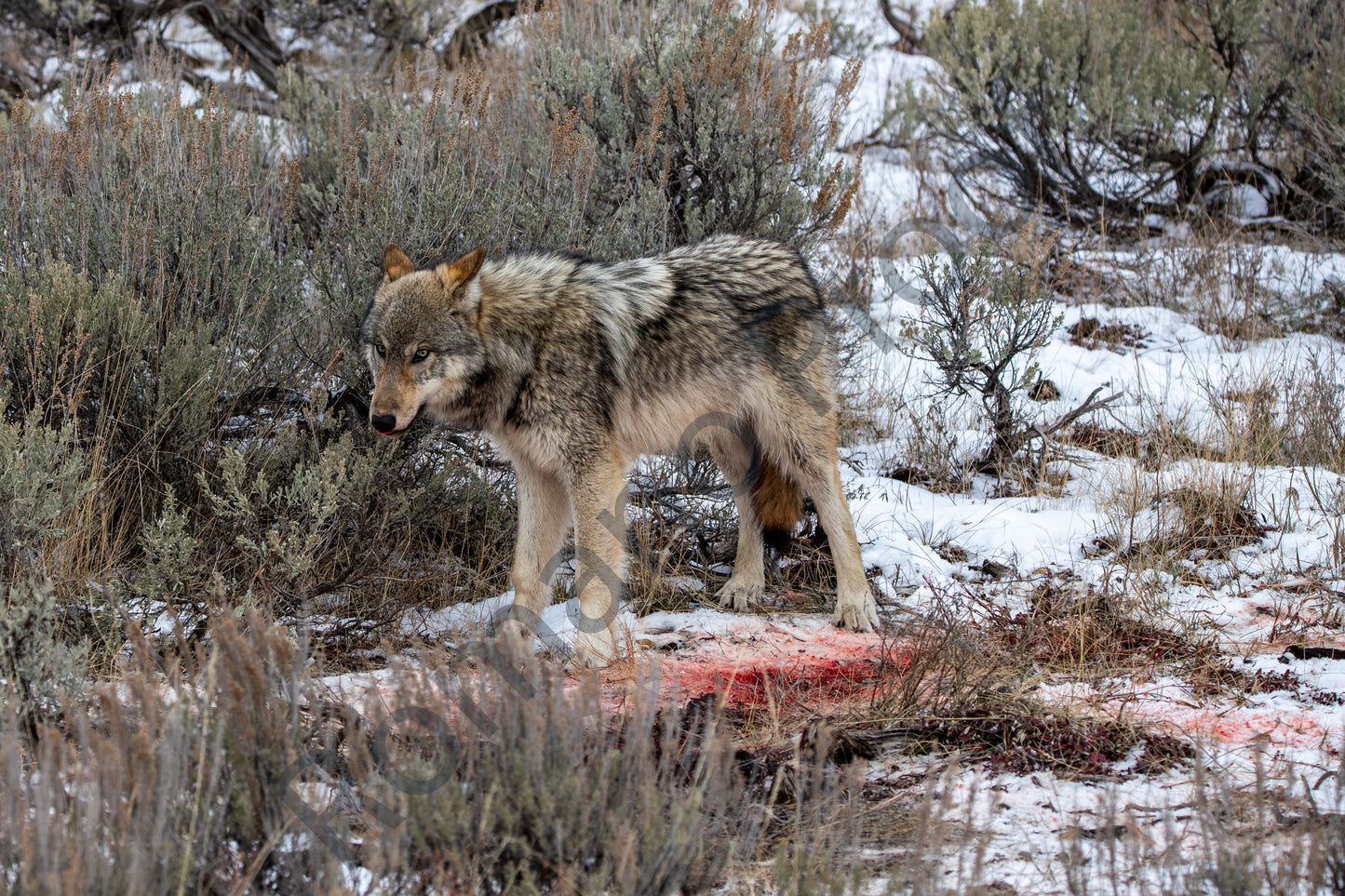Wolf GTNP