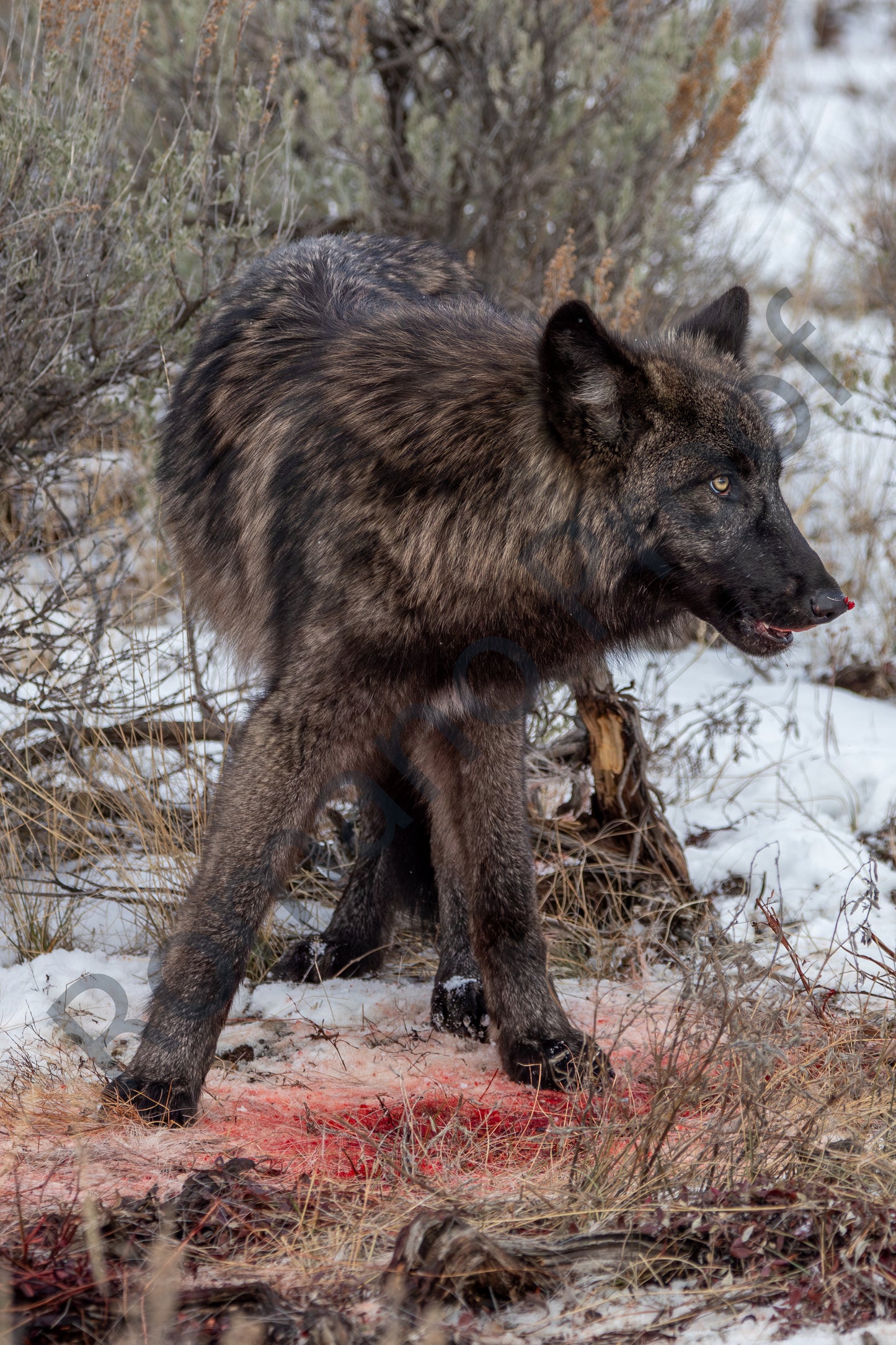 Wolf