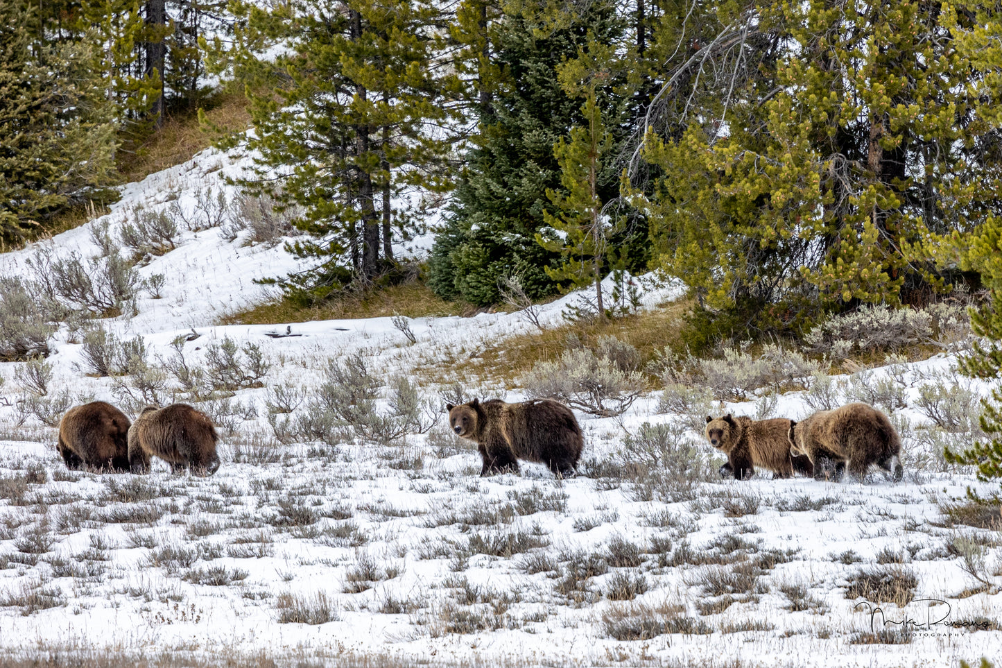 Bear 399 and her 4 Cubs, November 2021