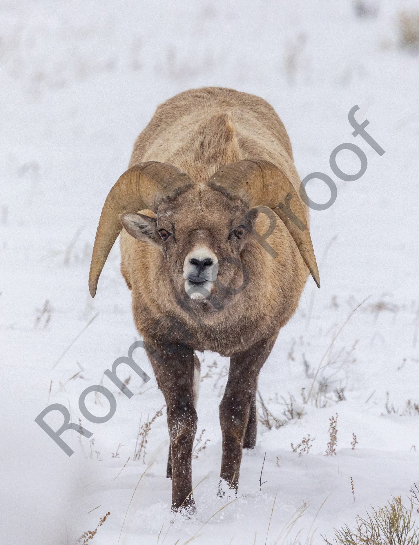 Big Horn Sheep Strolls through the snow in GTNP