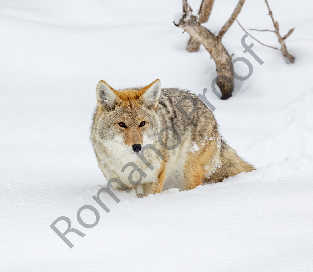Coyote, Grand Teton National Park