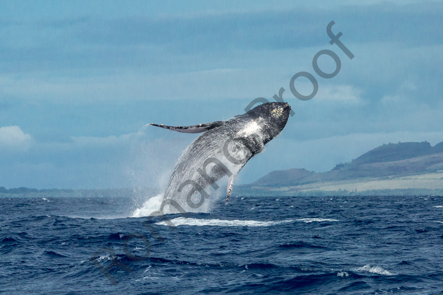 Explosive Humpback Whale Breach Over Maui