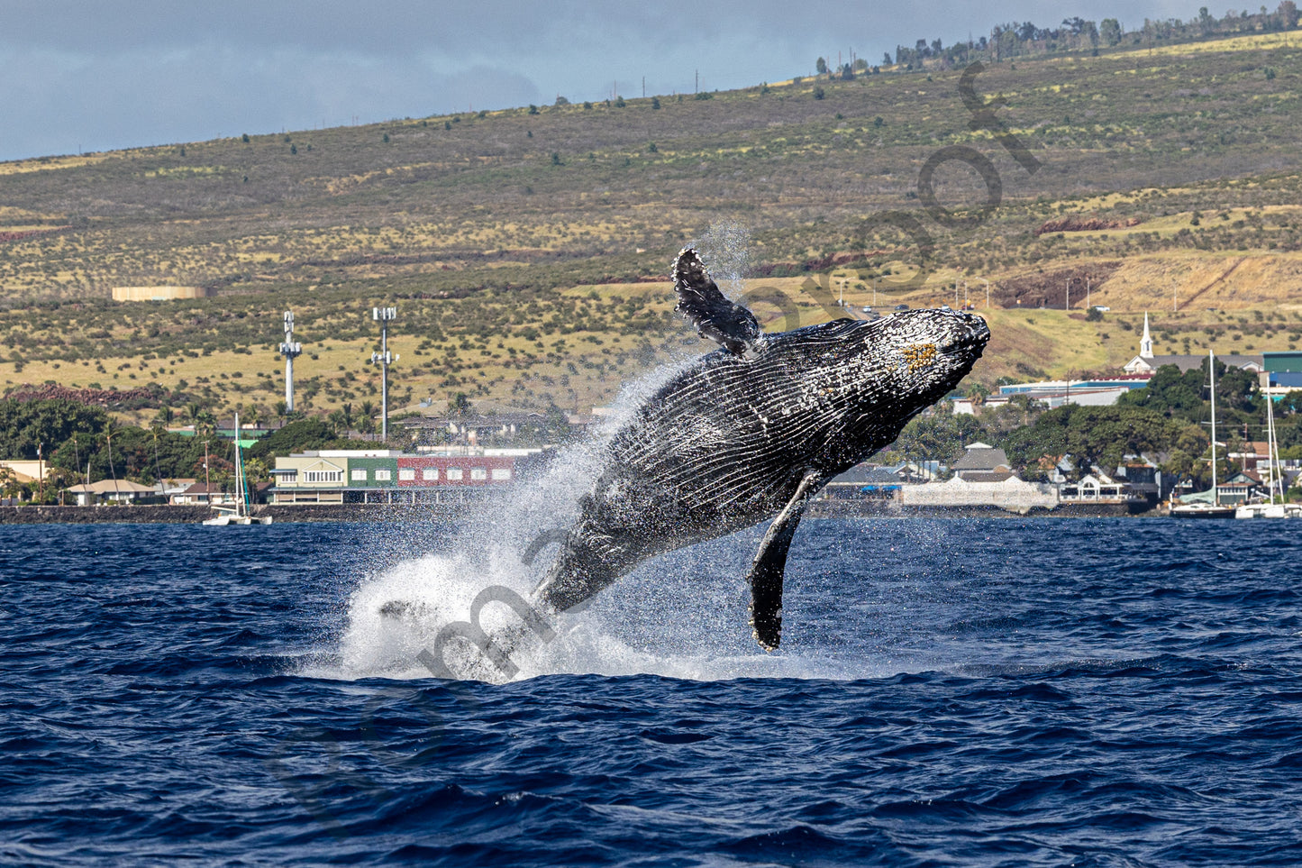 Baby Breach in Lahaina Town