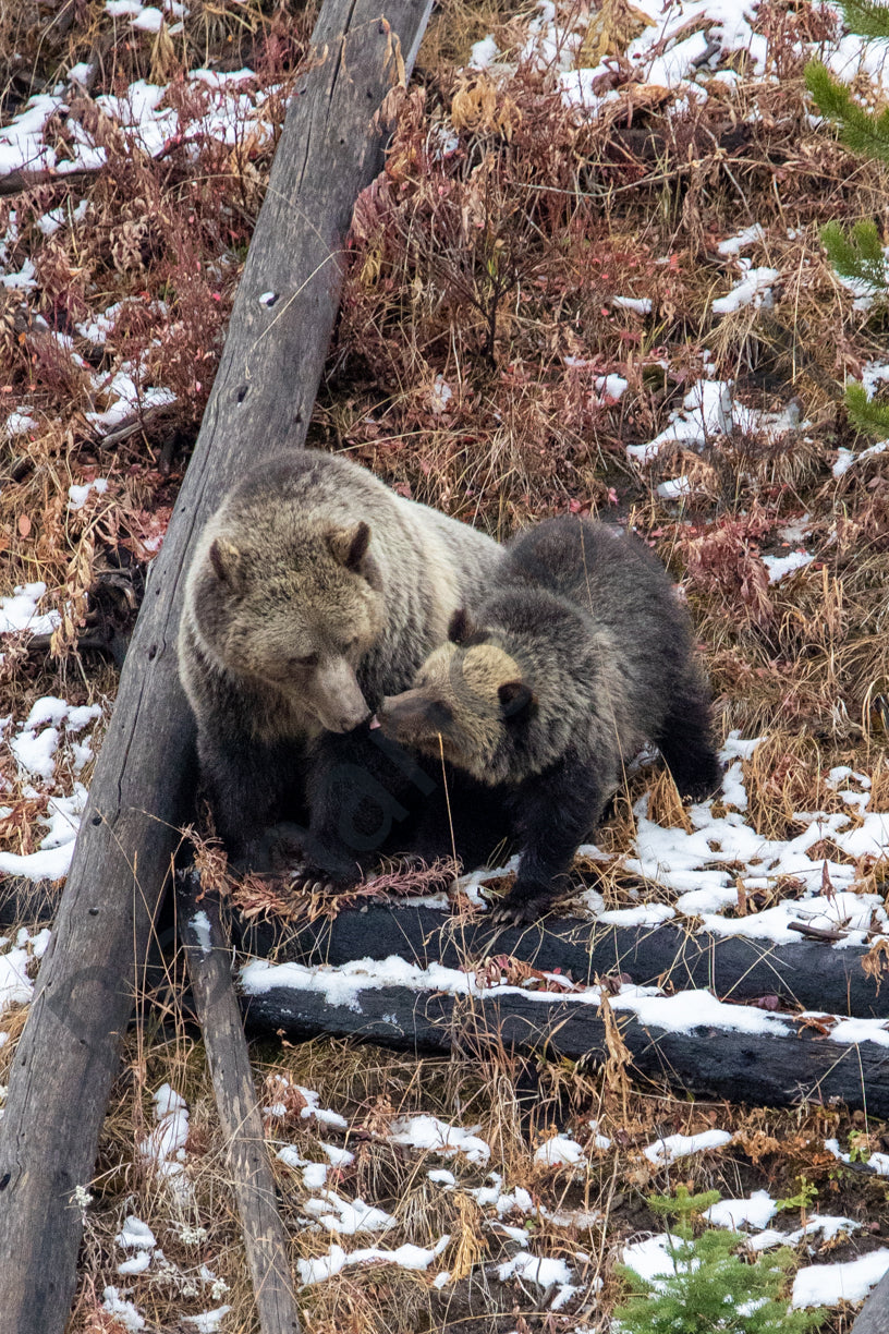 Grizzly mom Rasberry and her cub Jam