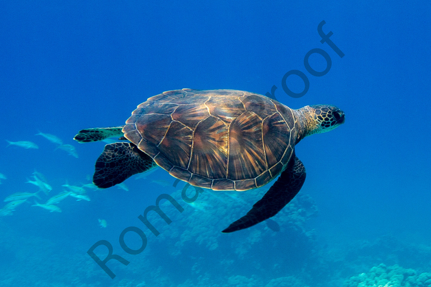 Turtles