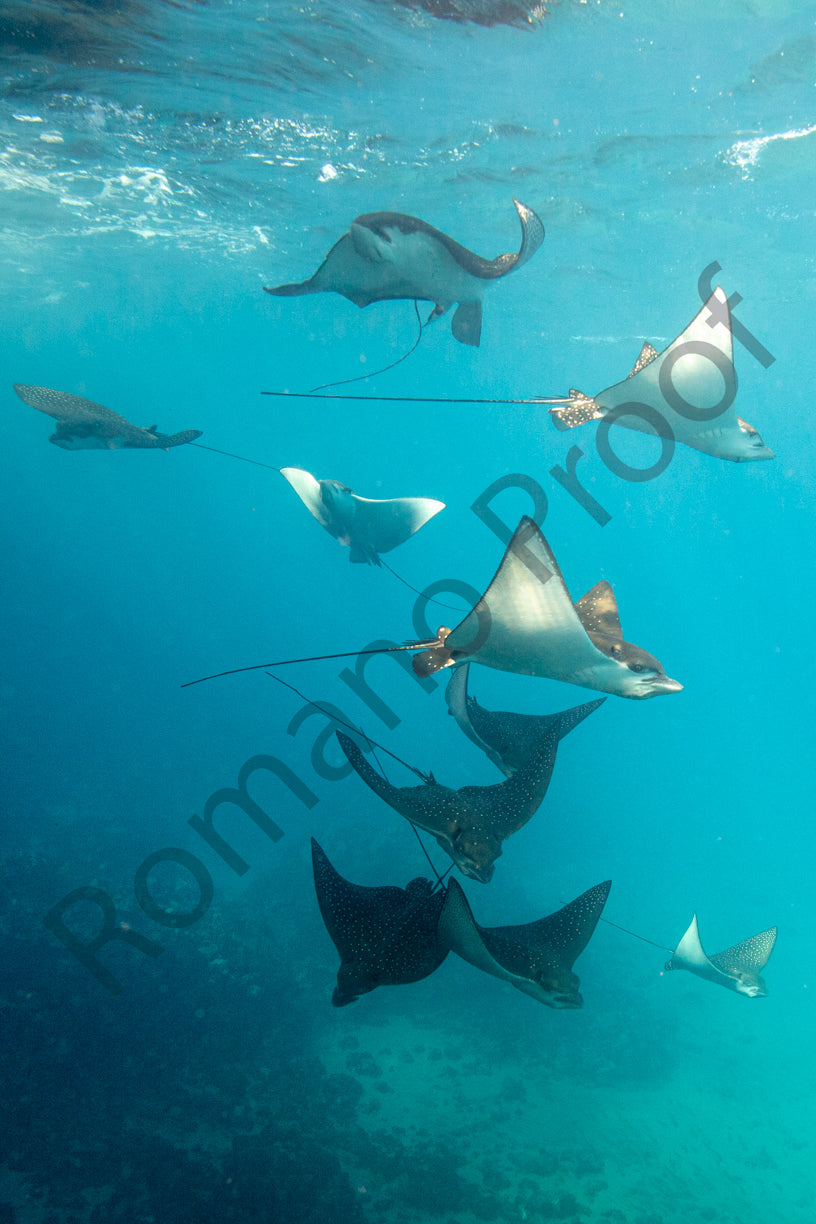 10 Eagle Rays Swim
