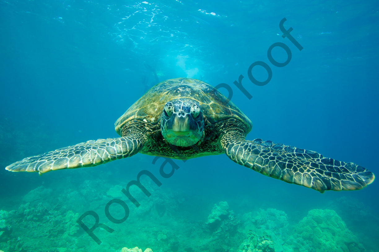 Turtle Stare