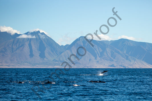A Pod of Dolphins Play in Front of the West Maui Mountains