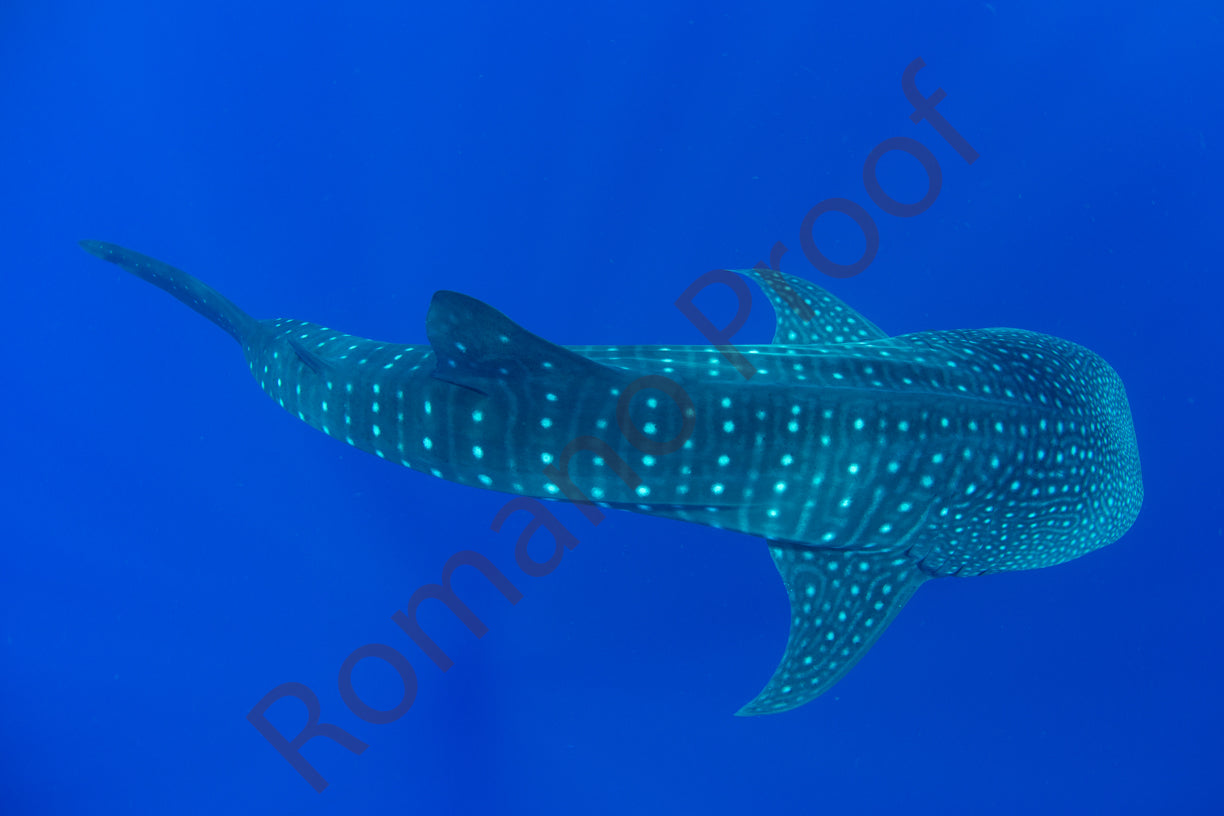 Whale Shark