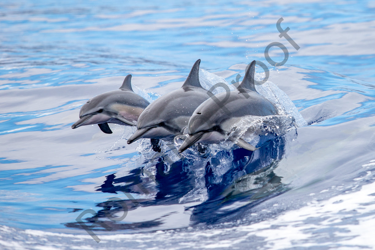 Dolphin Family