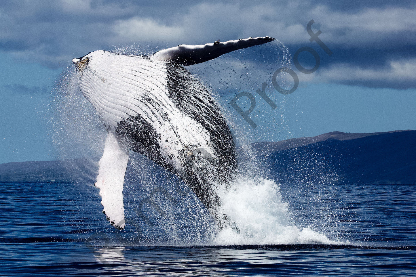 Big White Breasted Humpback Whale Breach