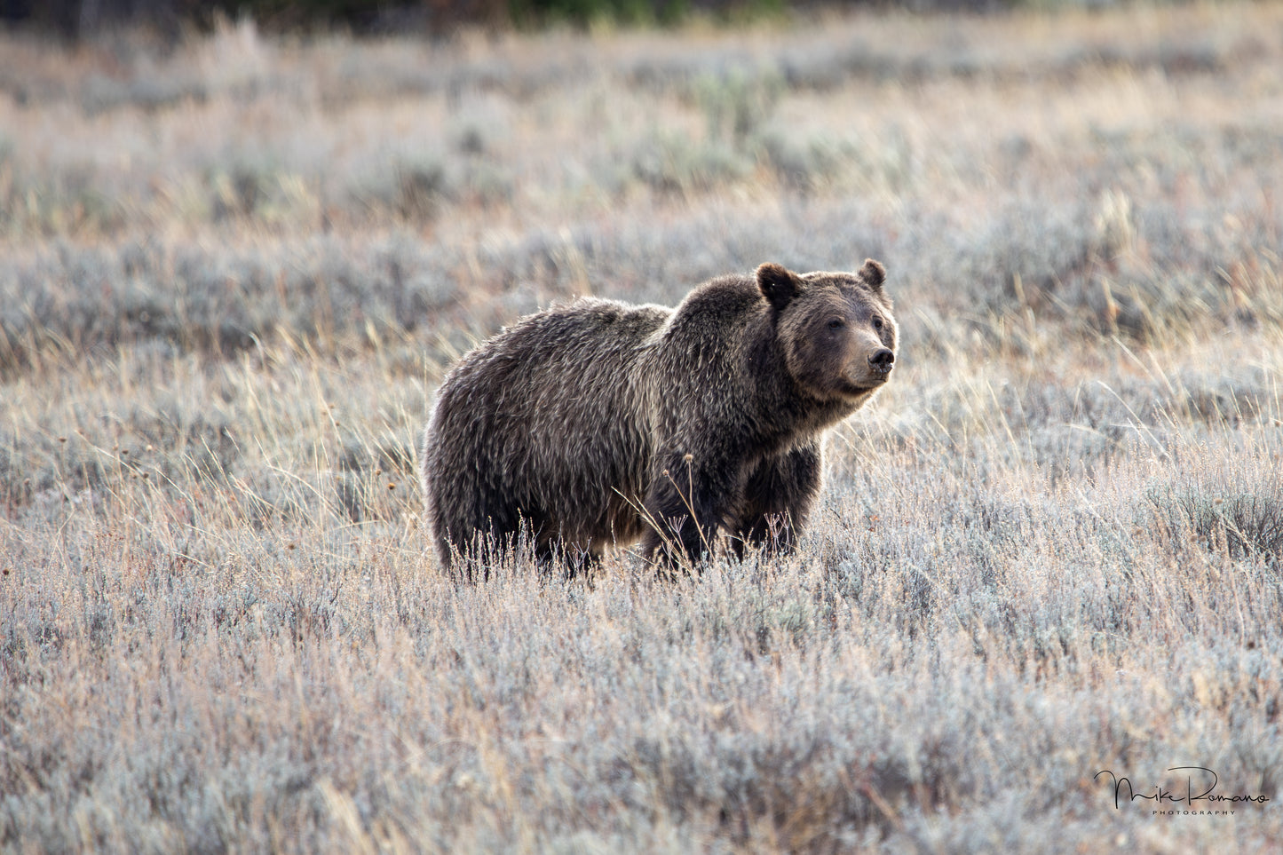 Bear 399 and her 4 Cubs, October 2020