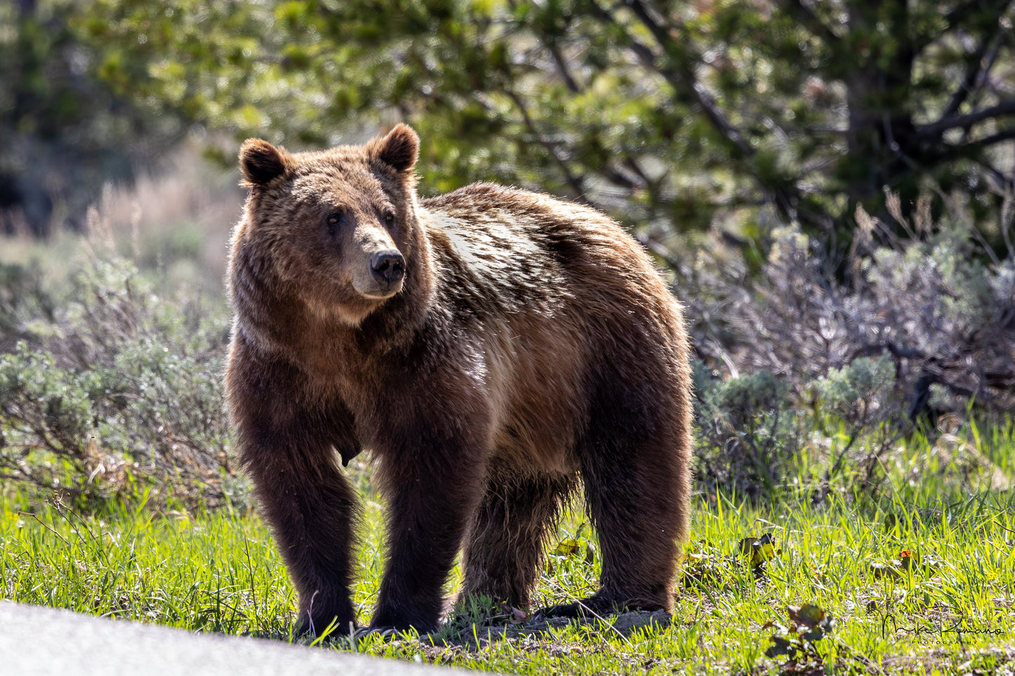Bear 399, May 2021