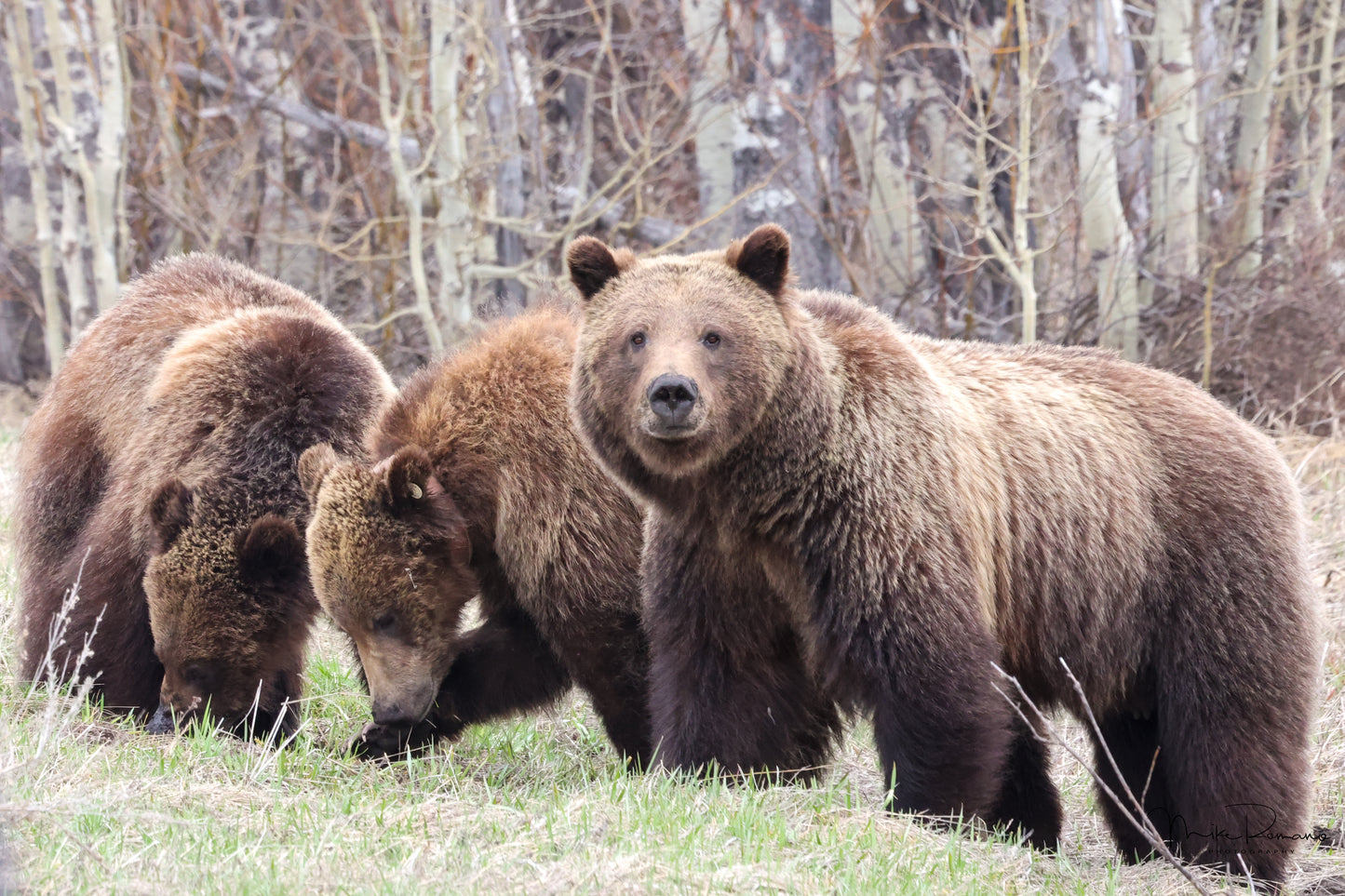 Bear 399 and her cubs, May 2022