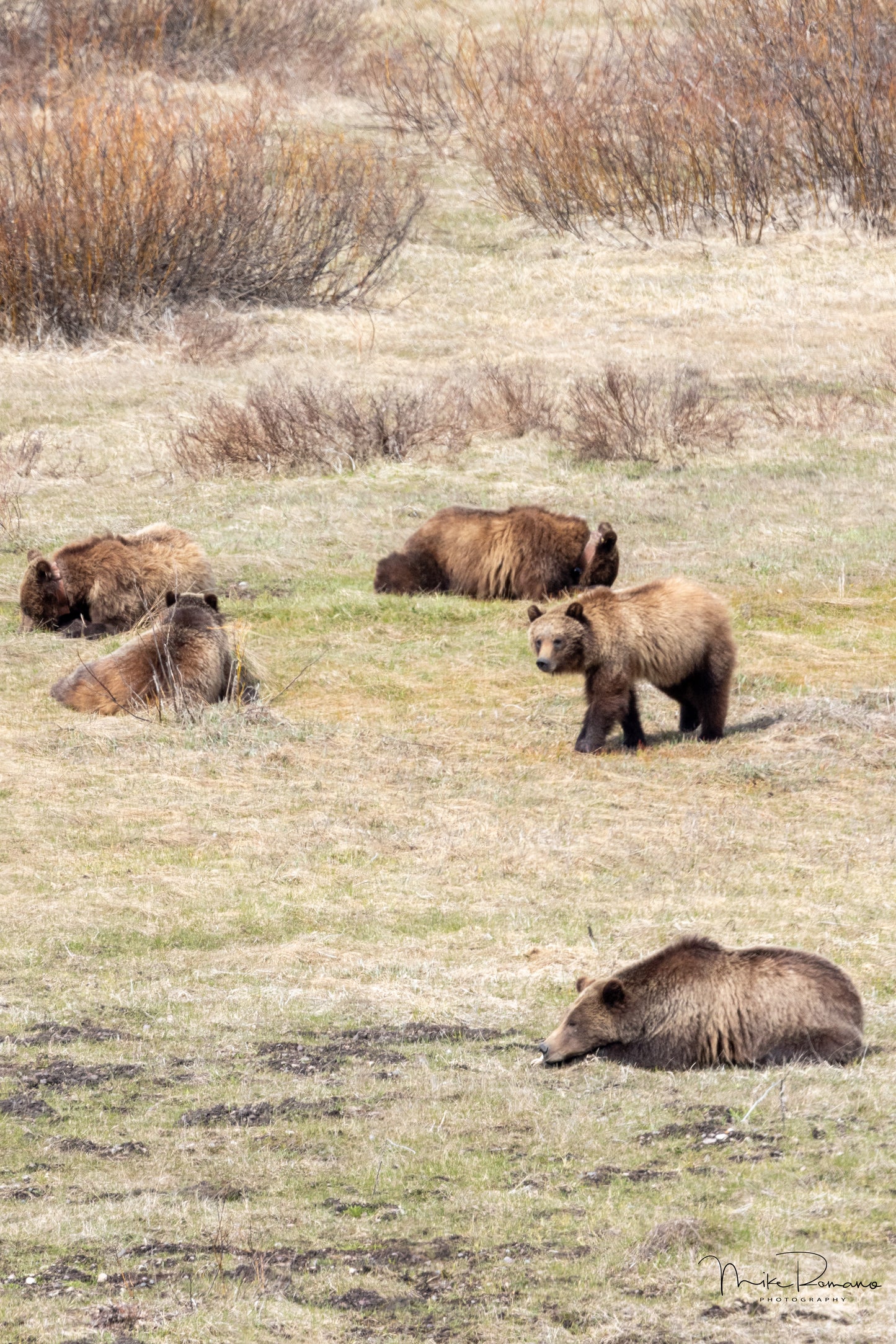 Bear 399 and her cubs, May 2022