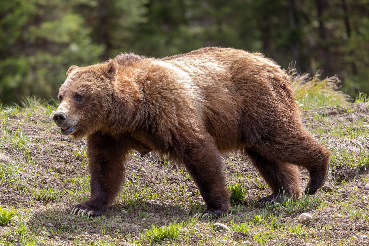 Bear 399, May 2021