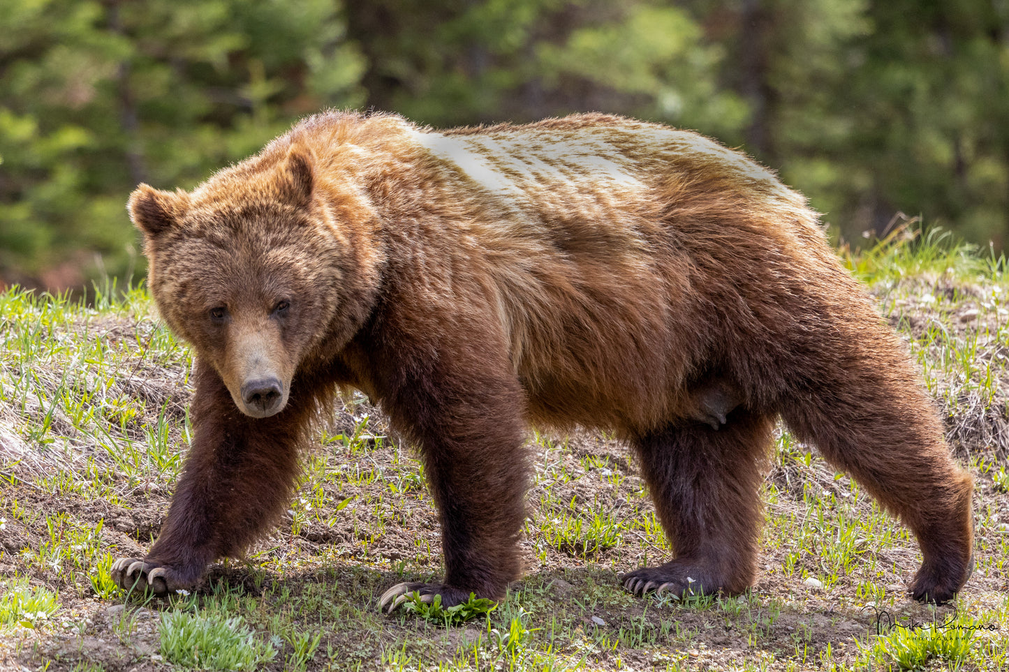 Bear 399, May 2021