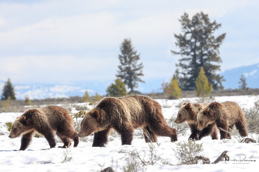 Copy of Bear 610 (Daughter of 399) and her 3 Cubs May 2023