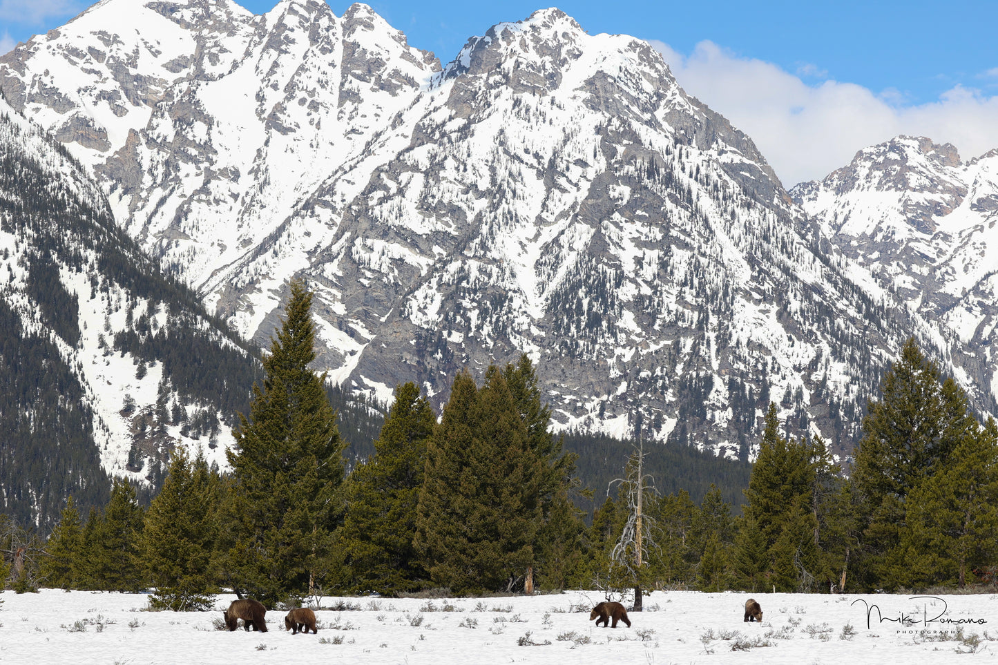 Copy of Bear 610 (Daughter of 399) and her 3 Cubs May 2023