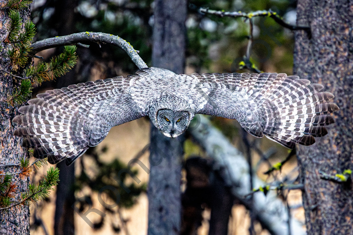 Great Grey Owl, Yellowstone National Park