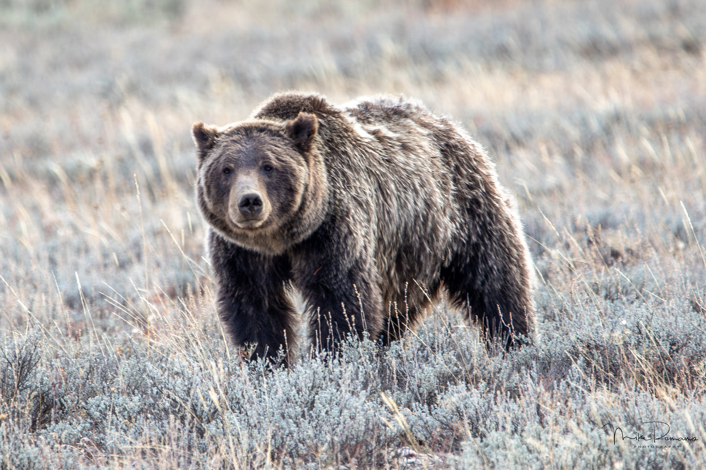 Bear 399 and her 4 Cubs, October 2020