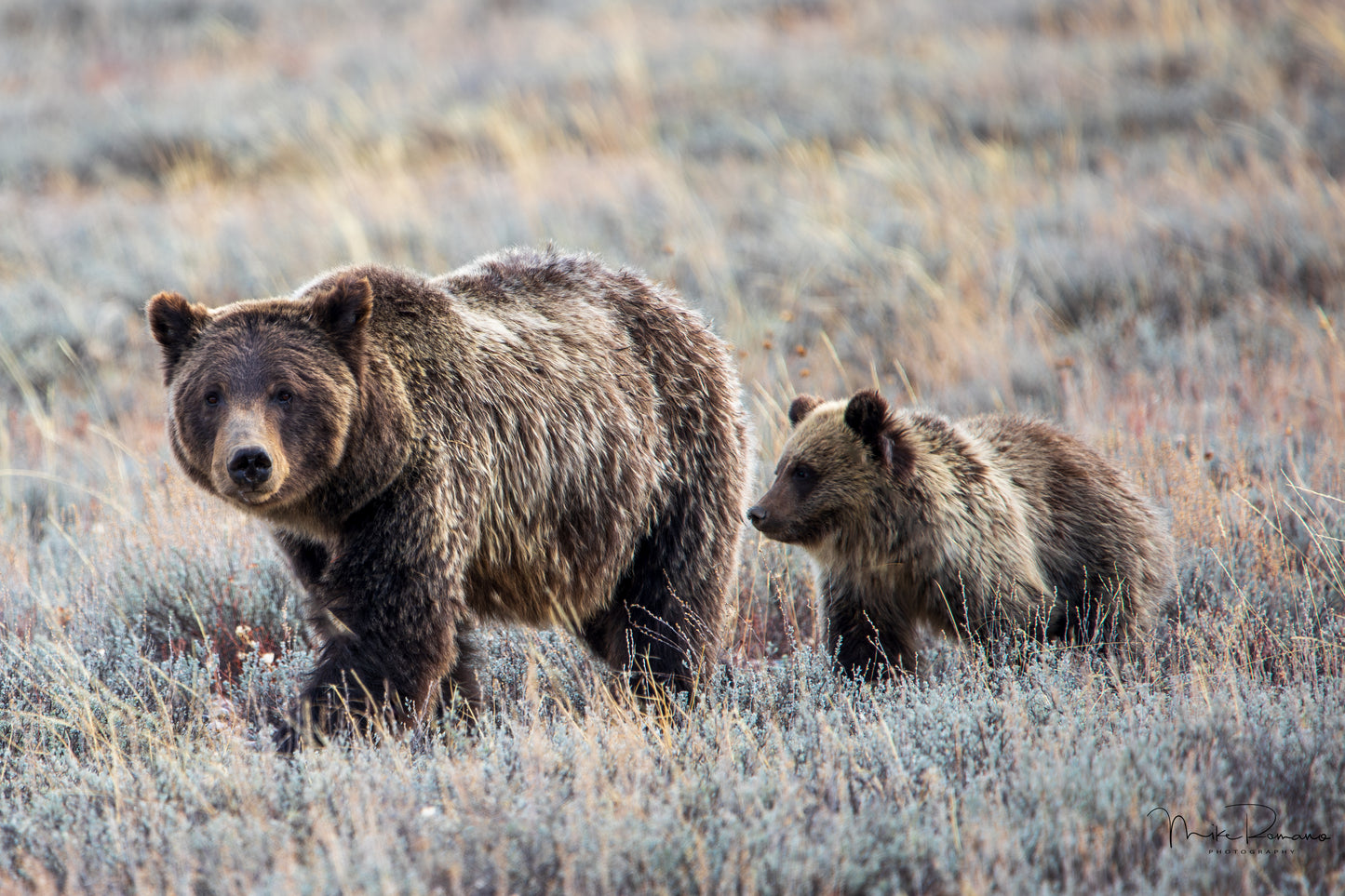 Bear 399 and her 4 Cubs, October 2020