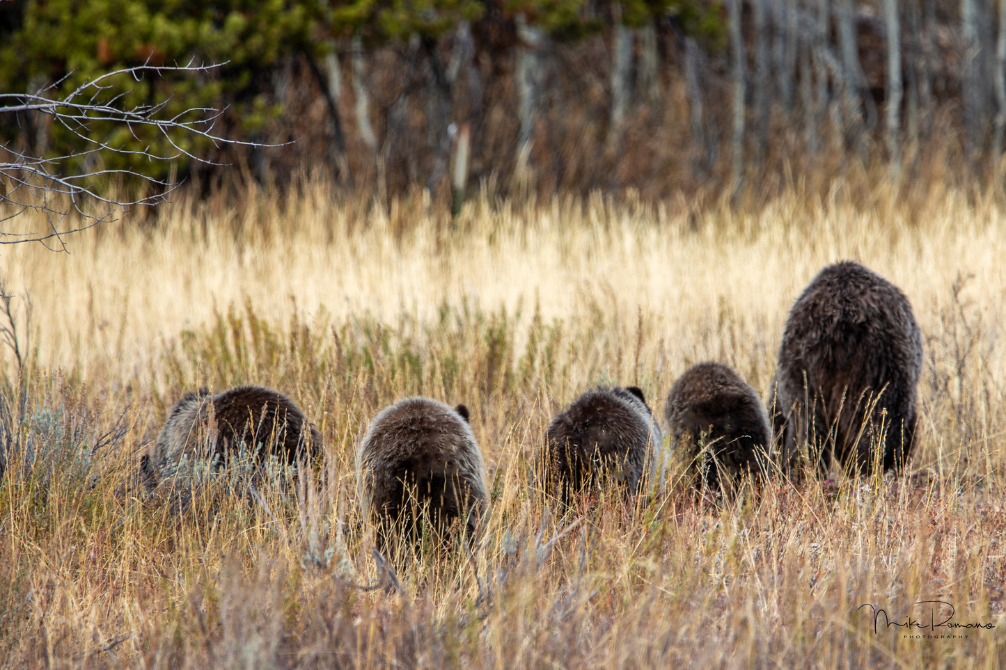 Bear 399 and her 4 Cubs, October 2020