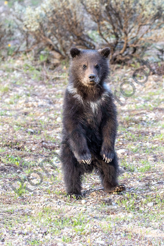 Bear 399 newborn cub, May 2023