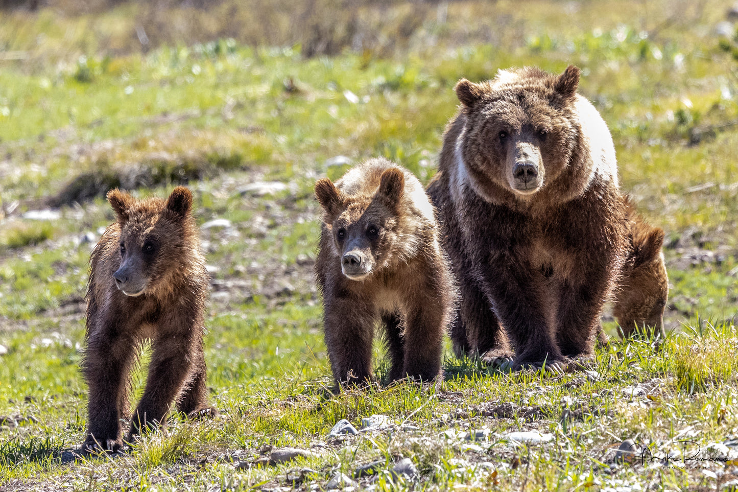Bear 399 and her 4 Cubs, May 2021