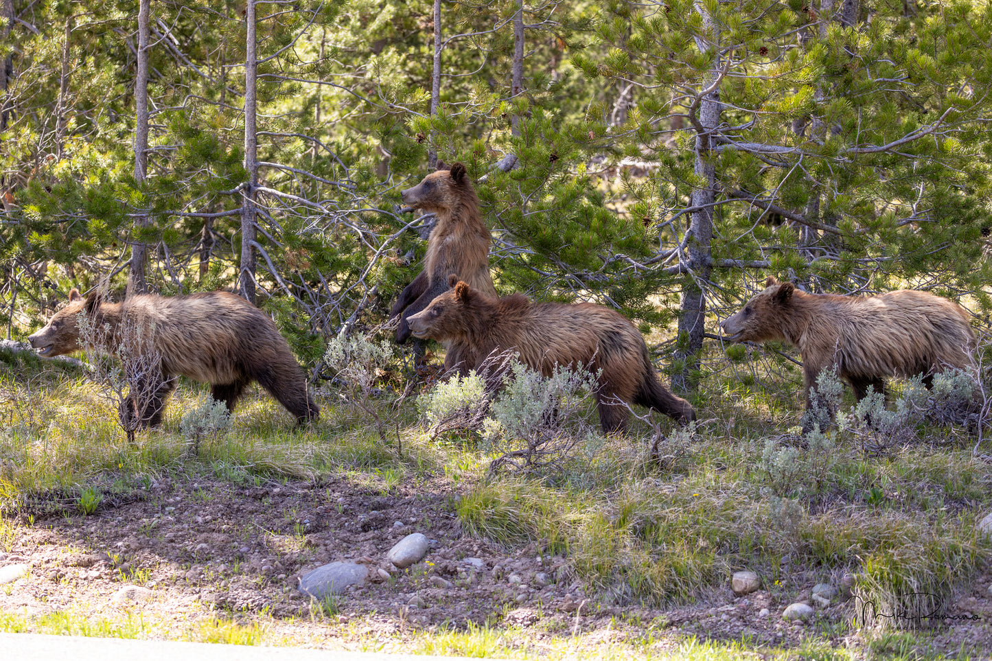 Bear 399 and her 4 Cubs, May 2021