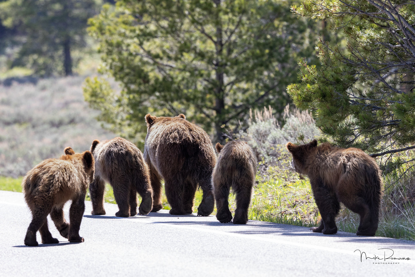 Bear 399 and her 4 Cubs, May 2021